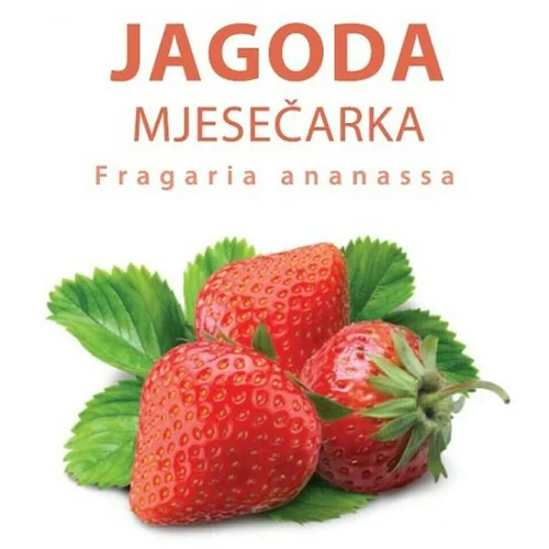  Jagode mjesečarke (Fragaria x ananassa "Mjesečarka", Berba: Travanj)