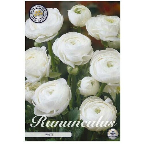 Cvjetne lukovice Ranunculus Asiaticus White (Bijela, Botanički opis: Ranunculus) Slike