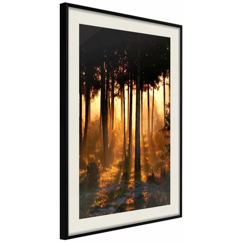  Poster - Dark Tree Tops 20x30