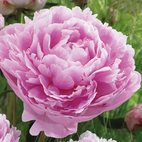 Royal De Ree Paeonia Officinalis Pink božur 1/1 Cene
