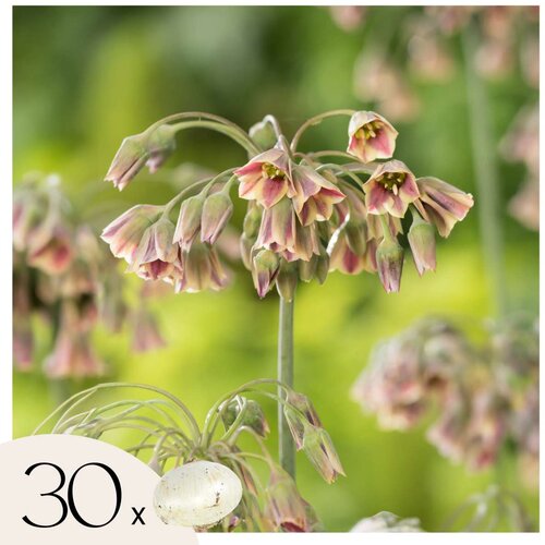 Plant in a Box Luk - 30 kos - Allium 'Nectaroscordum' - Cvetne čebulice - Roza, (21755644) Cene