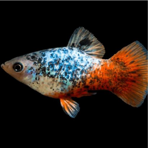  xiphophorus maculatus var. - plati calico Cene