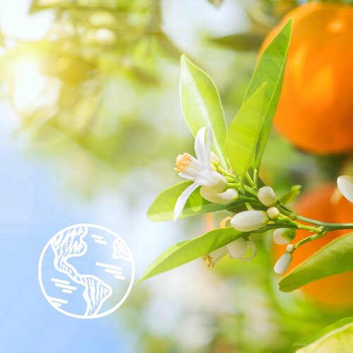 Le Petit Marseillais Orange Blossom Bio kremasti gel za prhanje 400 ml Slike