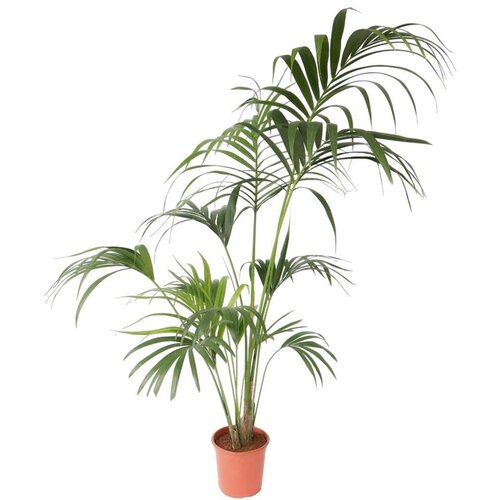 Plant in a Box kentia - howea forsteriana - višina 150-170cm - ⌀24cm, (21758294) Cene