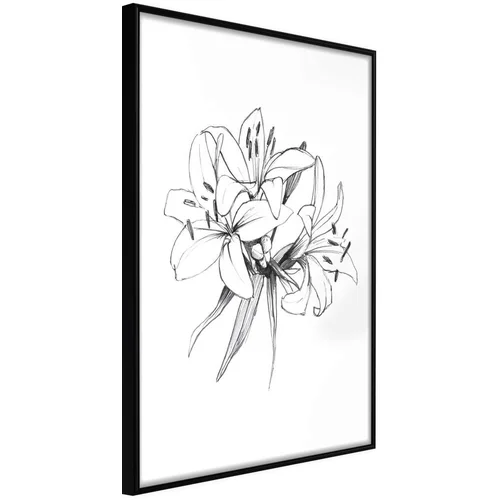  Poster - Sketch of Lillies 20x30