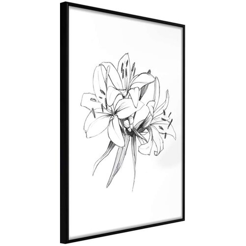  Poster - Sketch of Lillies 20x30 Slike