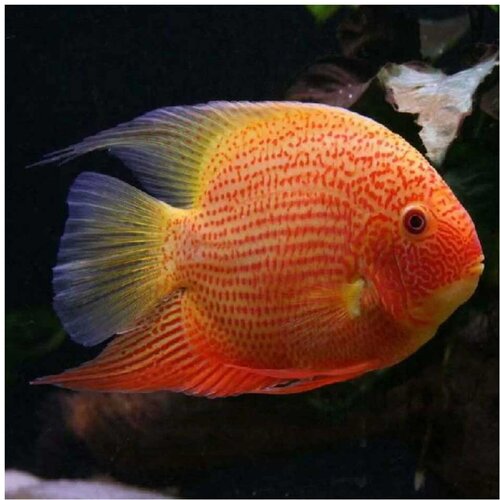 Akvarijum Centar Severum red Cene