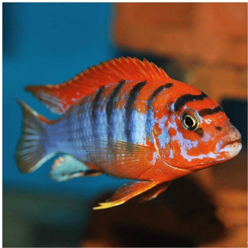 Akvarijum Centar red top hongi cichlid Cene