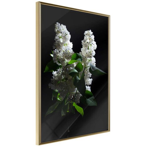  Poster - White Lilac 20x30 Slike