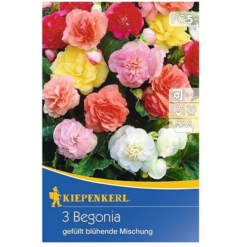 KIEPENKERL Lukovice ljetnog cvijeća (Begonia, 3 Kom.) Cijene
