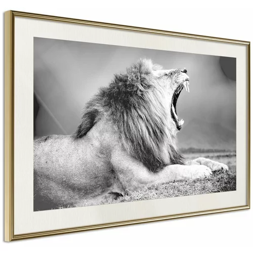  Poster - Yawning Lion 90x60
