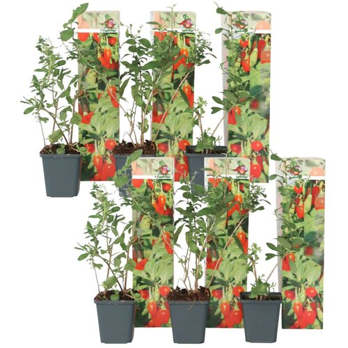 Plant in a Box goji jagode - 6 kos - lycium barbarum - višina 25-40cm - ⌀9cm, (21757792) Cene