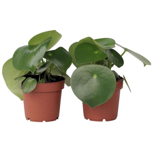 Plant in a Box poprovka - 2 kos - peperomia polybotrya - višina 20-30cm - ⌀12cm, (21758236) Cene