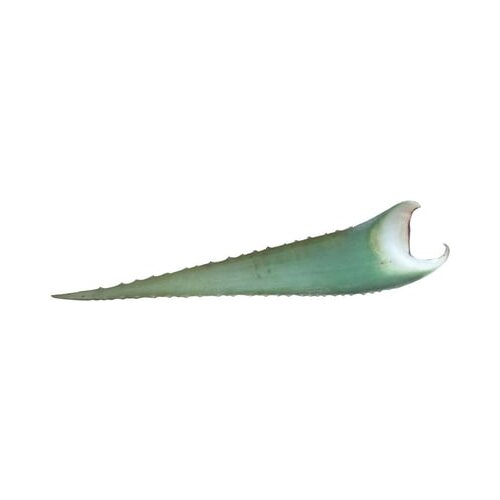 TYROS ALOE VERA COMPANY aloe vera list "barbadensis miller" Cene