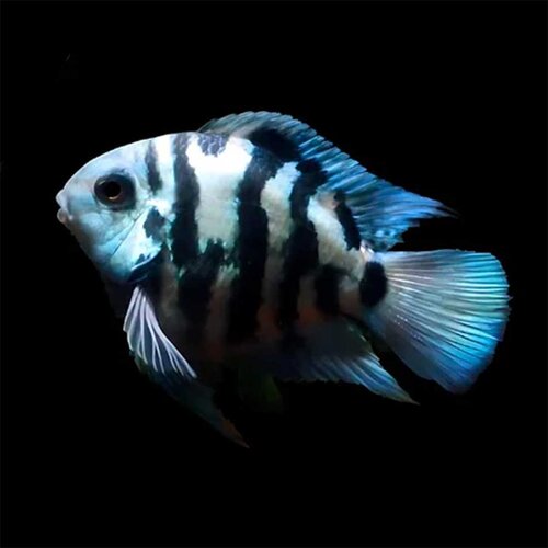 Akvarijum Centar Cichlasoma sp. - Blue parrot Cene