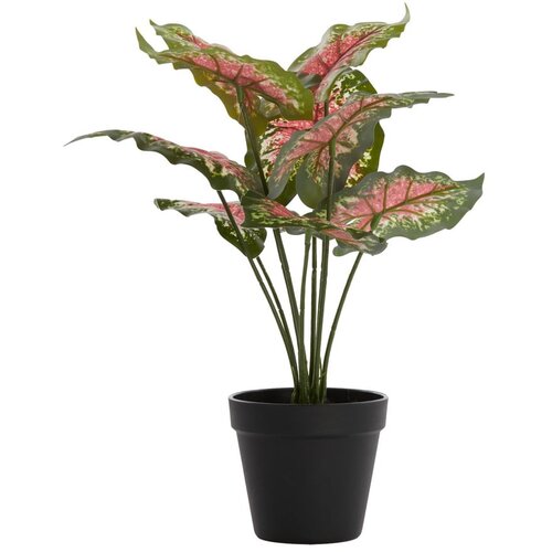 Light &amp;amp; Living Umjetna biljka (visina 40 cm) Caladium &amp;ndash; Slike