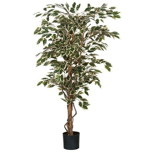  Fikus benjamin (Visina: 150 cm, Zelene boje, Plastika) Cijene