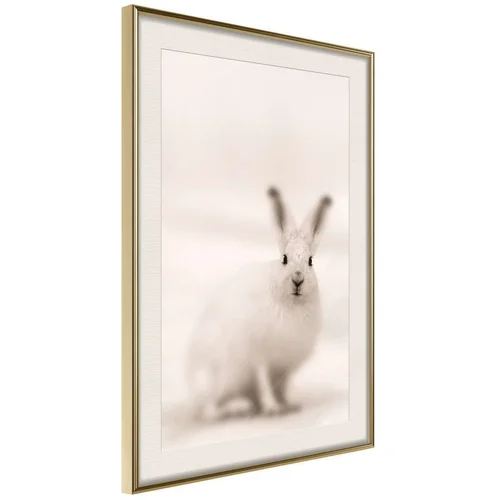  Poster - Curious Rabbit 20x30