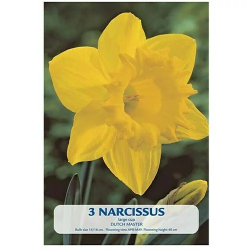  Cvjetne lukovice Narcisa Dutch Master (Žuta, Botanički opis: Narcissus)