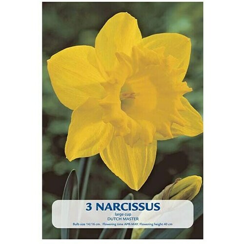  Cvjetne lukovice Narcisa Dutch Master (Žuta, Botanički opis: Narcissus) Slike