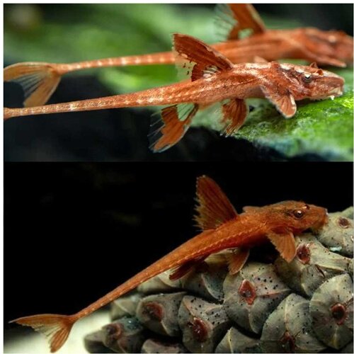 Akvarijum Centar L010a Red lizard Cene