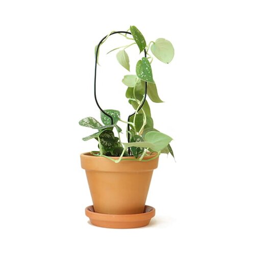 Botanopia Pomoč pri plezanju "Mini Plant Stake" - Hoop Cene