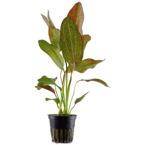 Rainforest Echinodorus ozelot Cene