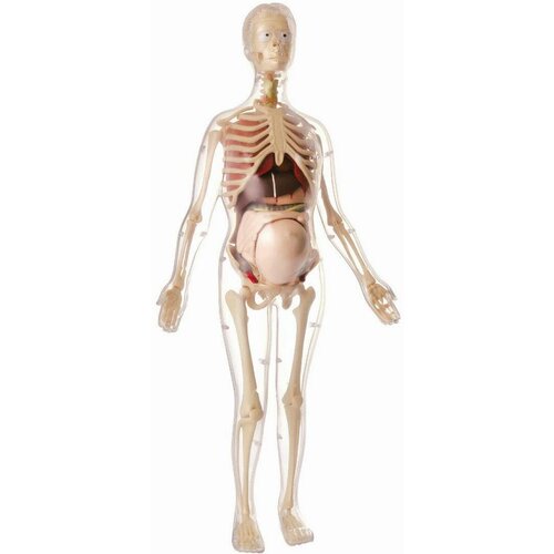 Pertini anatomija trudne žene MK064 (11782) Slike