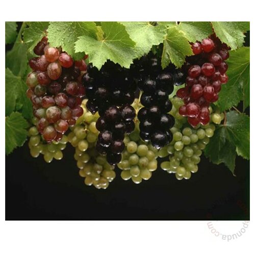 voćka sadnica vinove loze razne sorte Slike