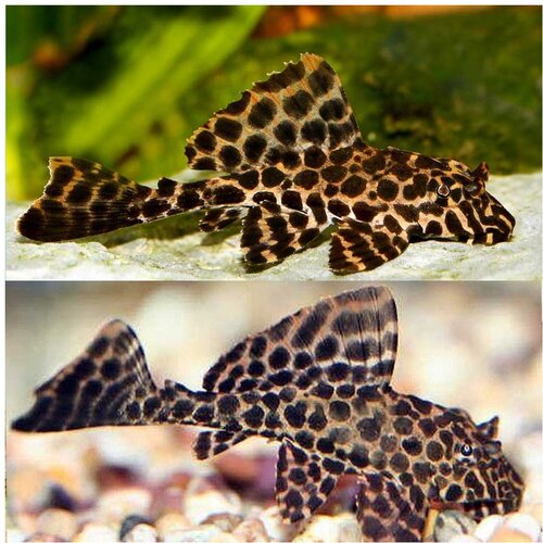 Akvarijum Centar pterygoplichthys gibbiceps Cene