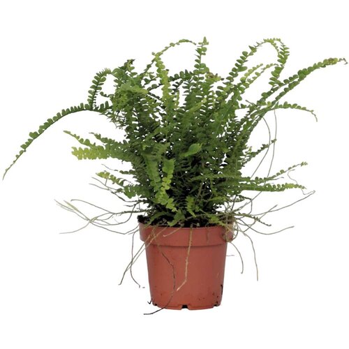 Plant in a Box nefrolepsis - nephrolepis 'duffii' - višina 25-40cm - ⌀12cm, (21758007) Cene