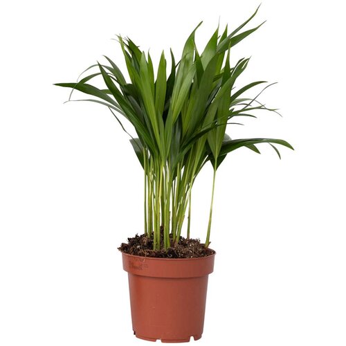 Plant in a Box palma areka - dypsis lutescens - vi&amp;scaron;ina 30-45cm - ⌀12cm, (21758131) Slike