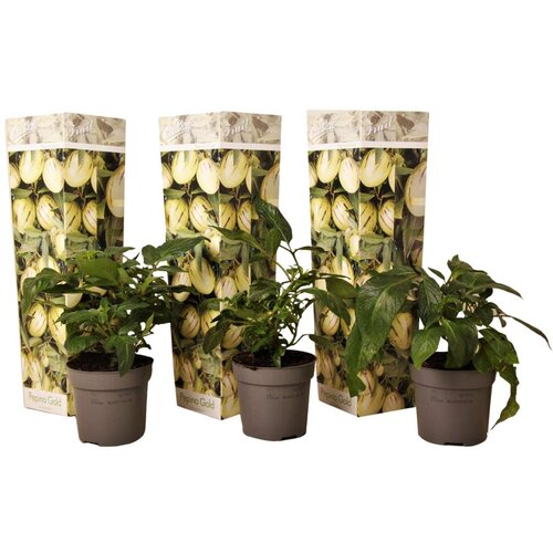 Plant in a Box pepino - 3 kos - solanum muricatum 'pepino gold' - višina 25-40cm - ⌀9cm, (21778497) Cene