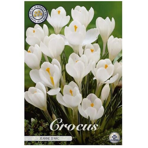  Cvjetne lukovice Crocus Vernus D Arc (Bijela, Botanički opis: Crocus) Slike