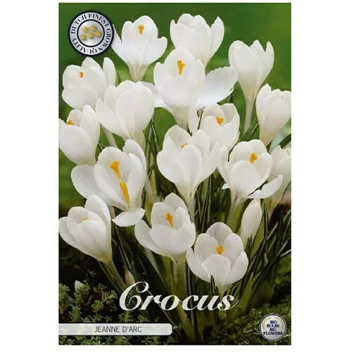  cvjetne lukovice Crocus Vernus D Arc (Bijela, Botanički opis: Crocus)