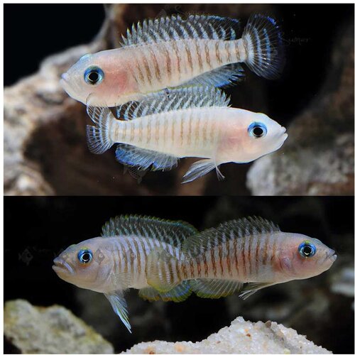 Akvarijum Centar Neolamprologus multifasciatus Cene
