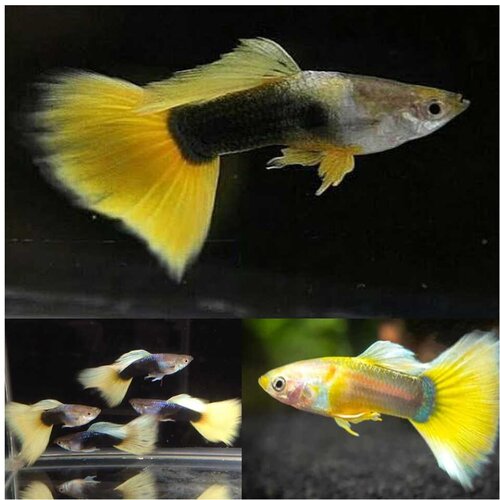 Akvarijum Centar tuxedo yellow guppy Cene