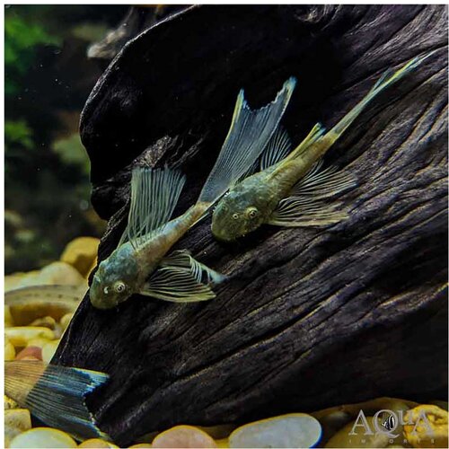Akvarijum Centar Ancistrus sp. - Ancistrus crni slajer Cene