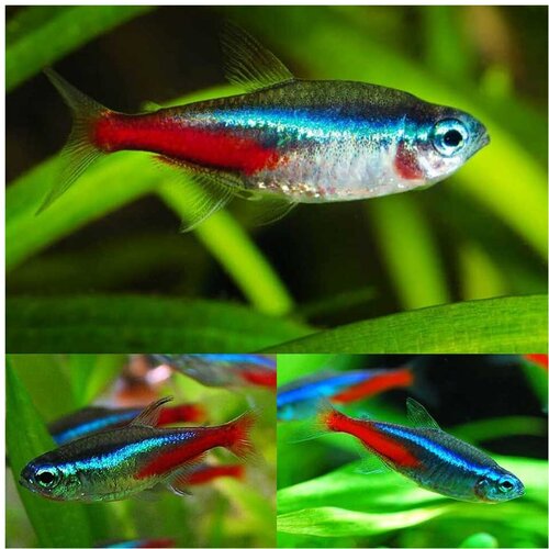 Akvarijum Centar Paracheirodon innesi Cene