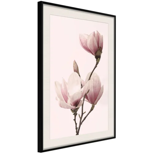  Poster - Blooming Magnolias III 20x30