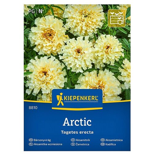 KIEPENKERL Cvetlična semena Pokončna žametnica Arctic (Tagetes erecta, Rumena) Cene