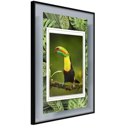  Poster - Toucan in the Frame 30x45 Cijene