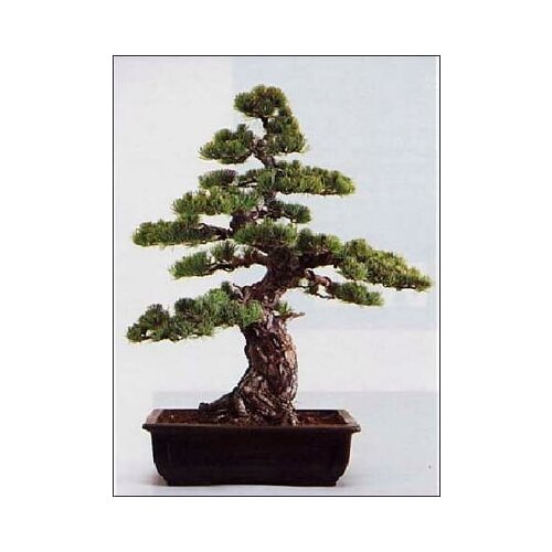 TROPICA Japonski beli bor Cene