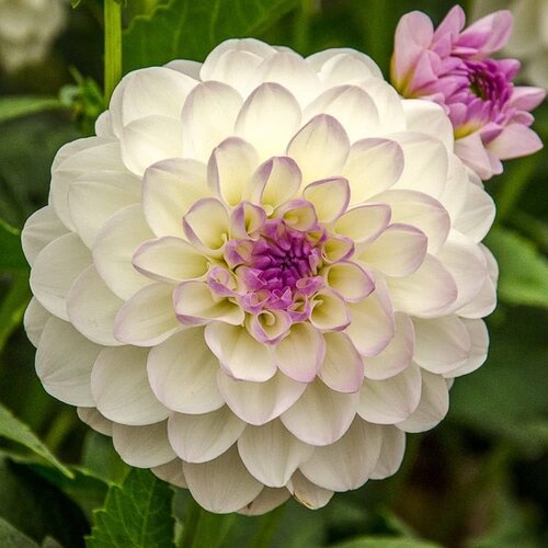 Royal De Ree Lukovica Georgina, dalija - Dahlia Ball Eveline 1/1 Slike
