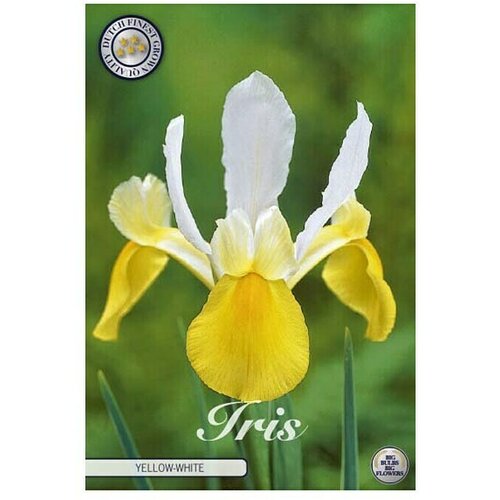  Cvjetne lukovice Iris Hollandica Yellow/White (Žuta , Botanički opis: Iris) Slike