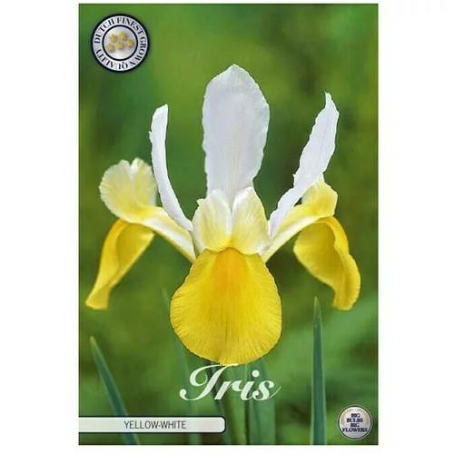  cvjetne lukovice Iris Hollandica Yellow/White (Žuta , Botanički opis: Iris)