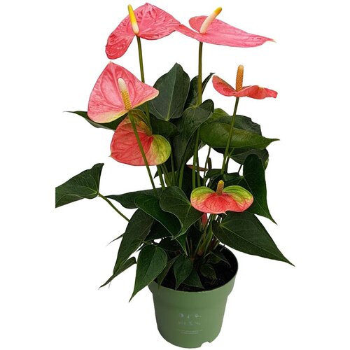 Plant in a Box Flamingovec - Anturij - Anthurium 'Colorado Pink' - Višina 40-55cm - ø14cm, (21757978) Cene