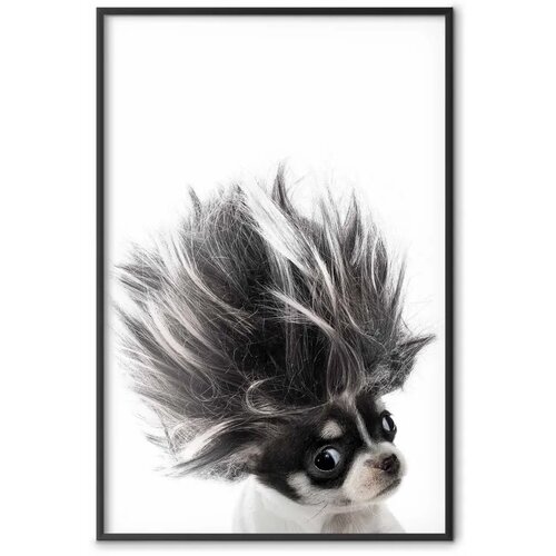  Plakat - Chihuahua 21x30 Crni okvir Slike