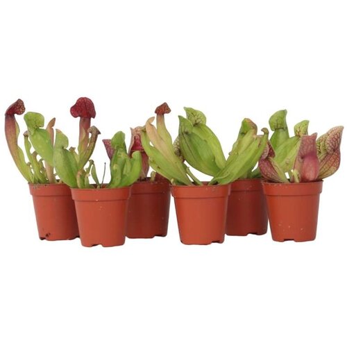 Plant in a Box škrlatna vrčkovka - 6 kos - sarracenia purpurea - višina 15-20cm - ⌀5,5cm, (21758246) Cene