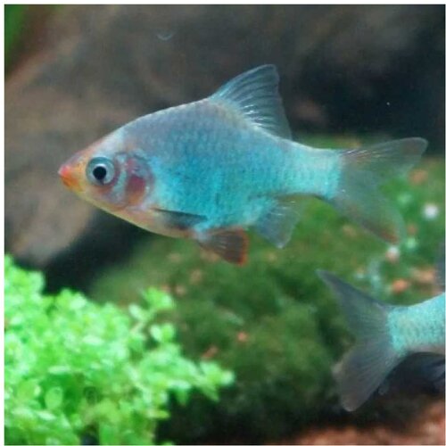  puntigrus tetrazona var. platinum - barbus platinum Cene